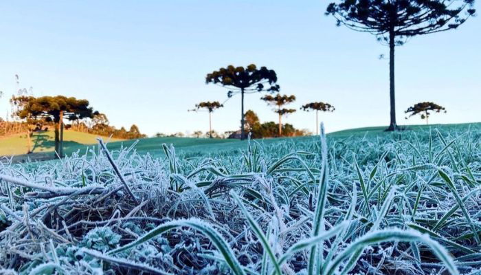  IDR-Paraná e Simepar encerram serviço Alerta Geada 2024 com 120 boletins emitidos